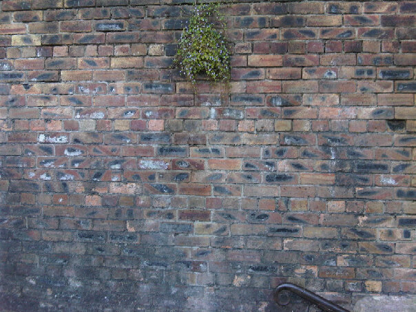 wild plant growing through a brick wall